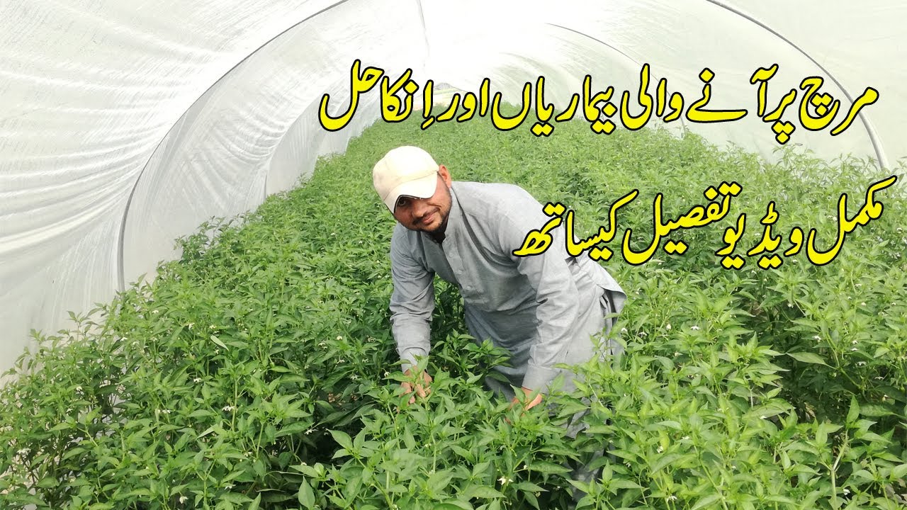 How to Grow Chilli Plants &  How to Control Chilli Diseases
