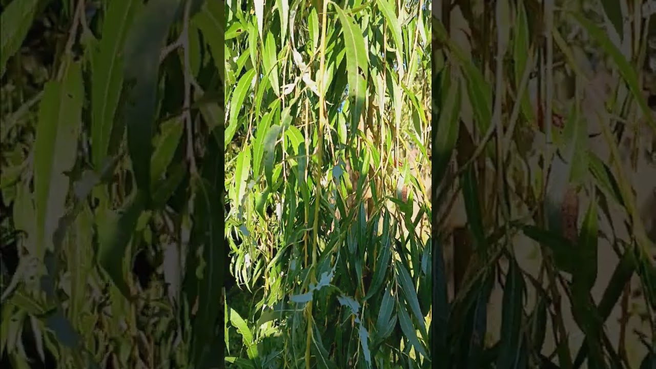 weeping willow trees facts and information and care uses good and bad of weeping willow trees