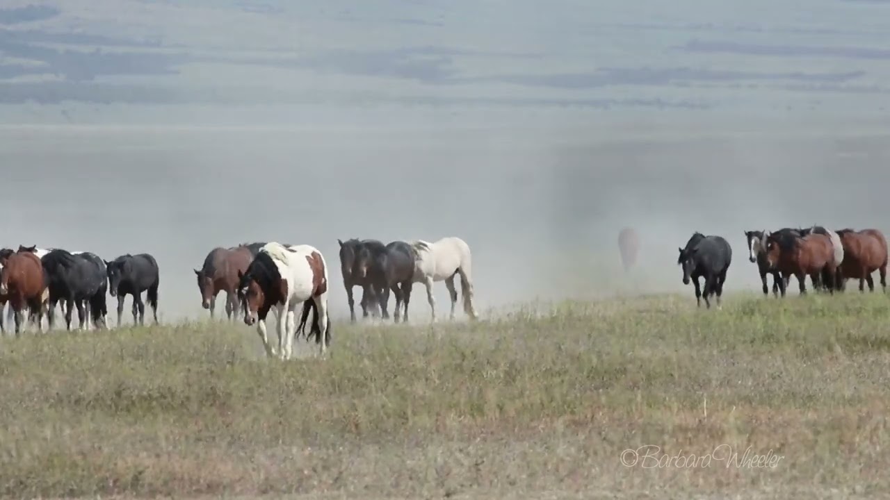 Onaqui Wild Horses Going to Water