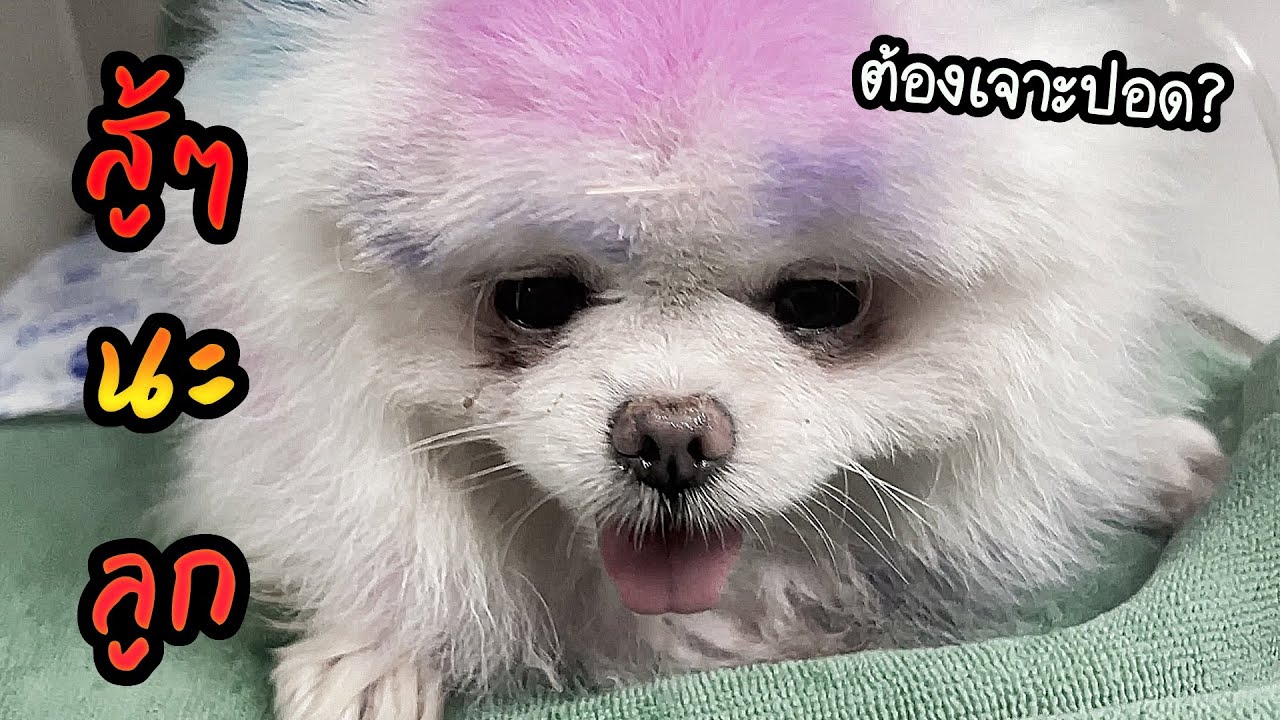 สู้ๆนะลูก...  เดปาส (น้ำท่วมปอด?)