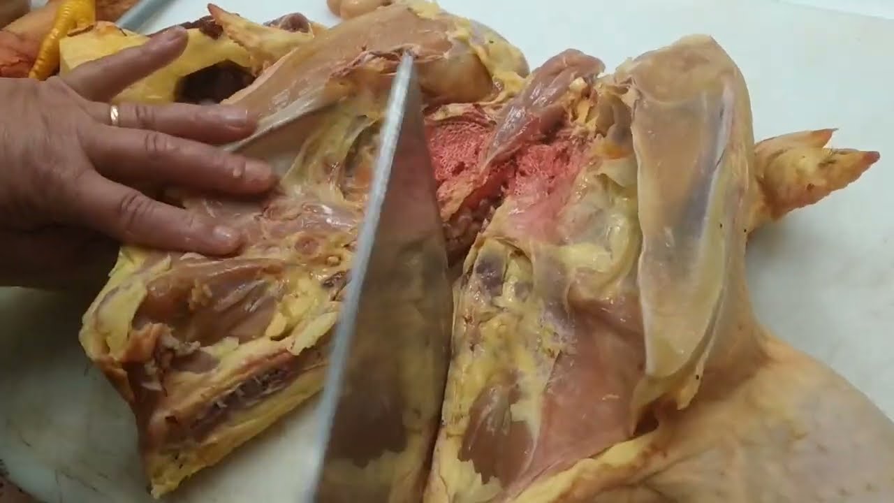 despiece de pollo de corral y pollo blanco