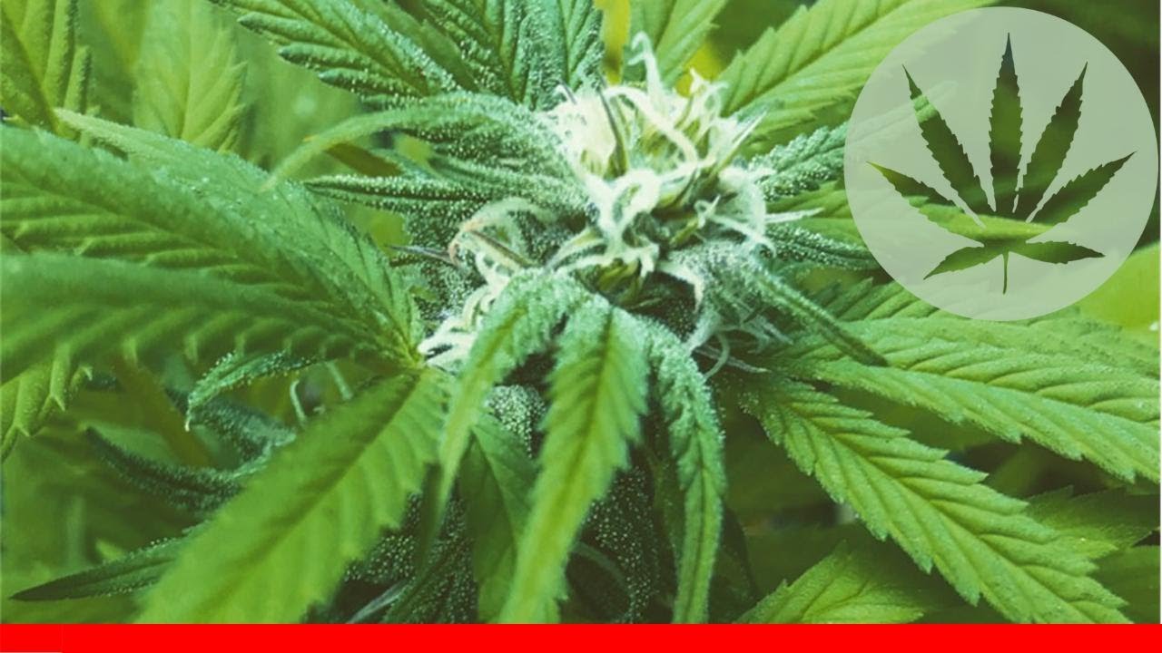 Critical Cure - All About This Strain