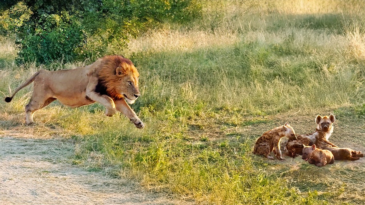 Lion Comes Across Hyena Cubs Sleeping at their Den