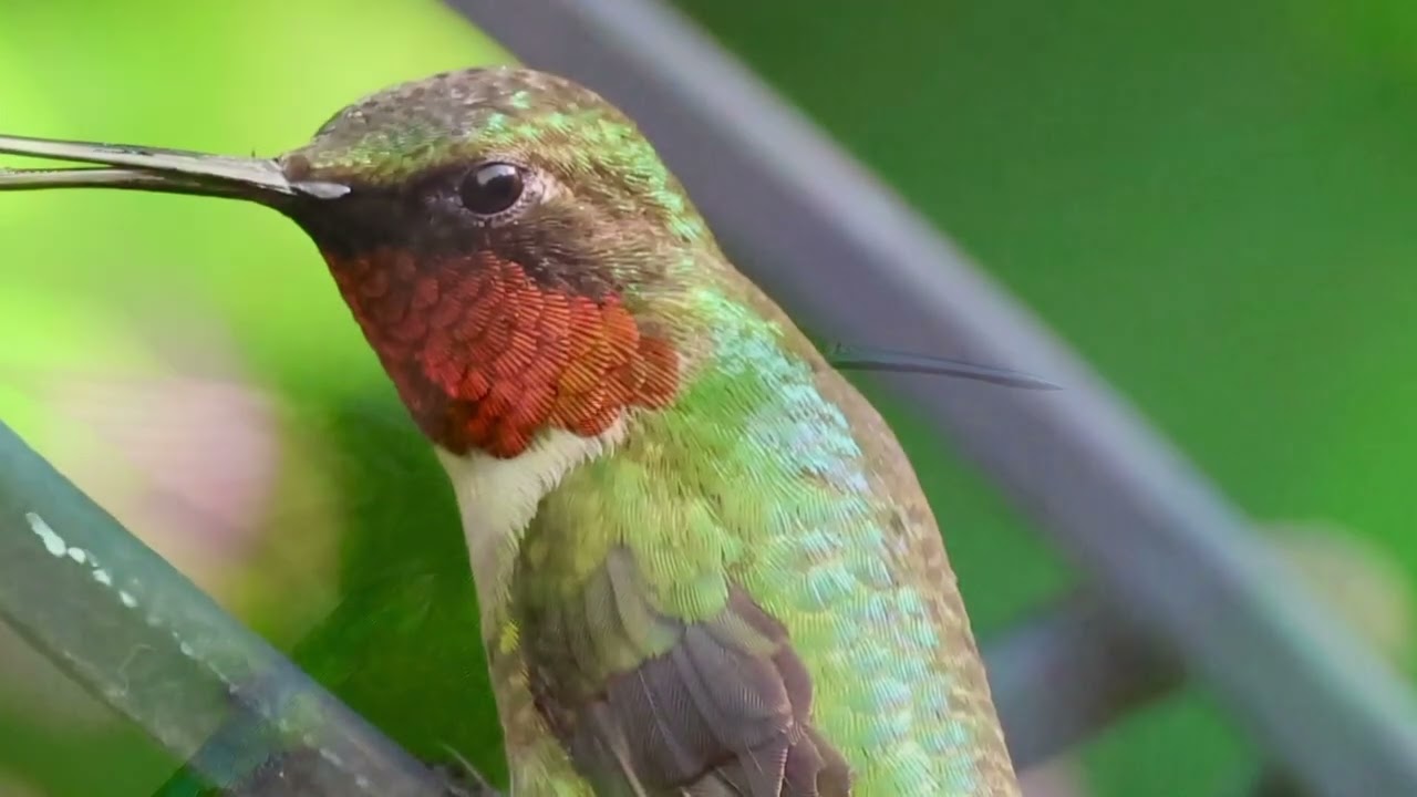 Hummingbird#Backyard