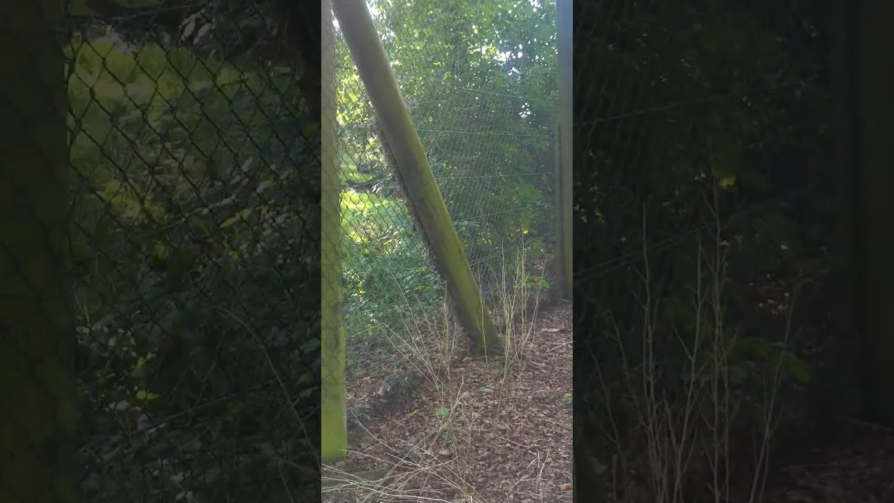 Seeing a bear for the first time in real time. #animals