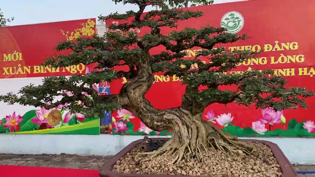 Đường hoa Tết xã trảng Bom Đồng Nai 