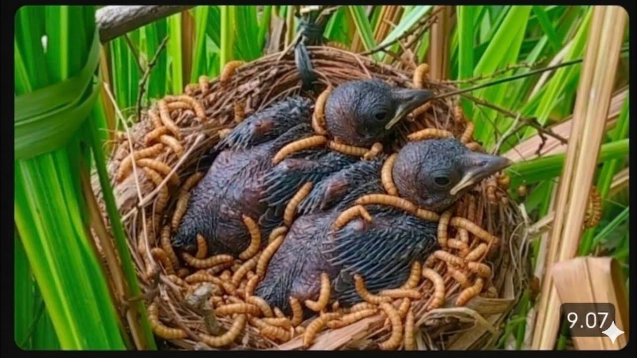 There are many caterpillars in the mother's nest and the baby birds can eat their fill