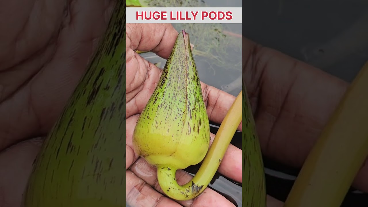 HUGE WATER LILLES ON TERRACE GARDEN/TERRACE FARMING/MINI WATER LILLIES