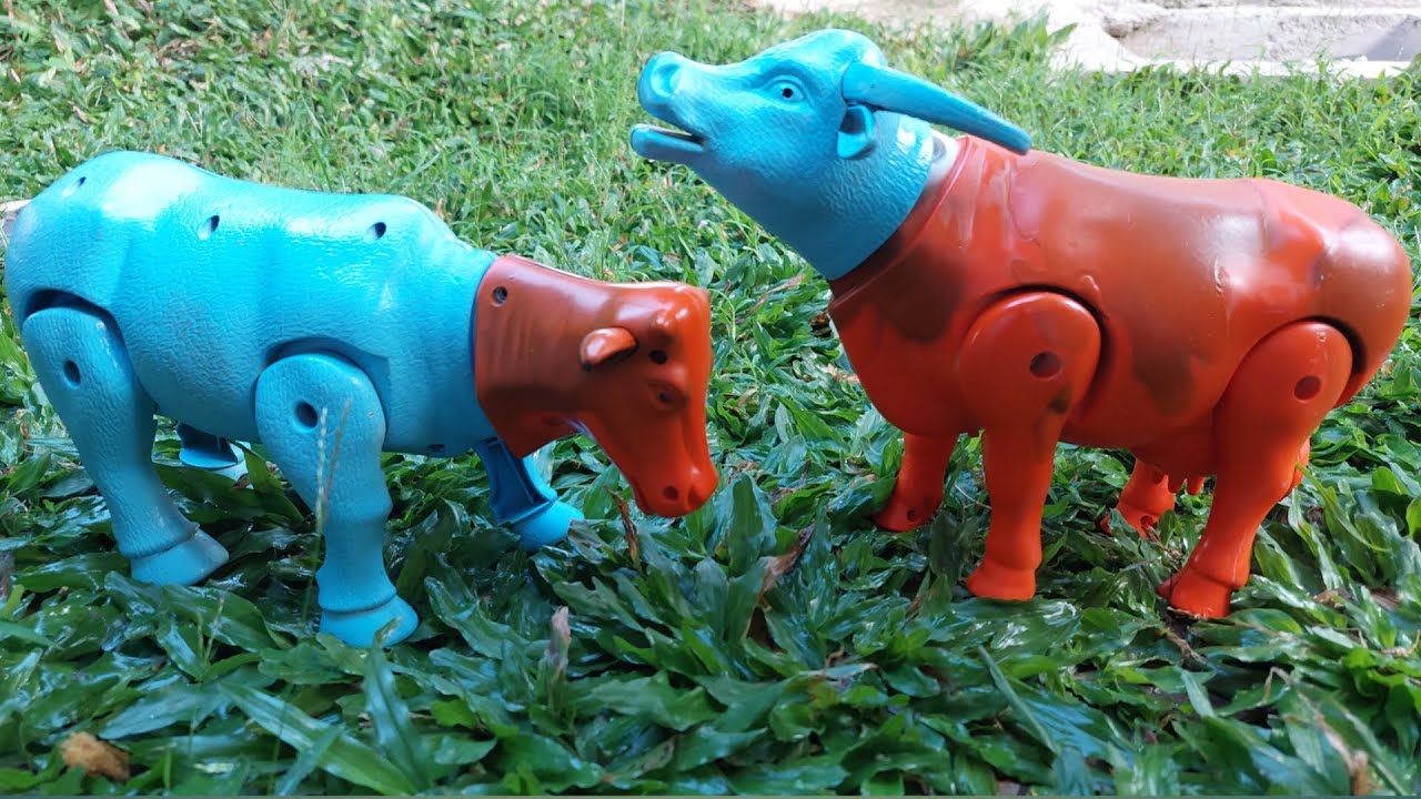 Bagus..! menemukan sapi, kerbau, kuda, gajah, unta, mencari sapi