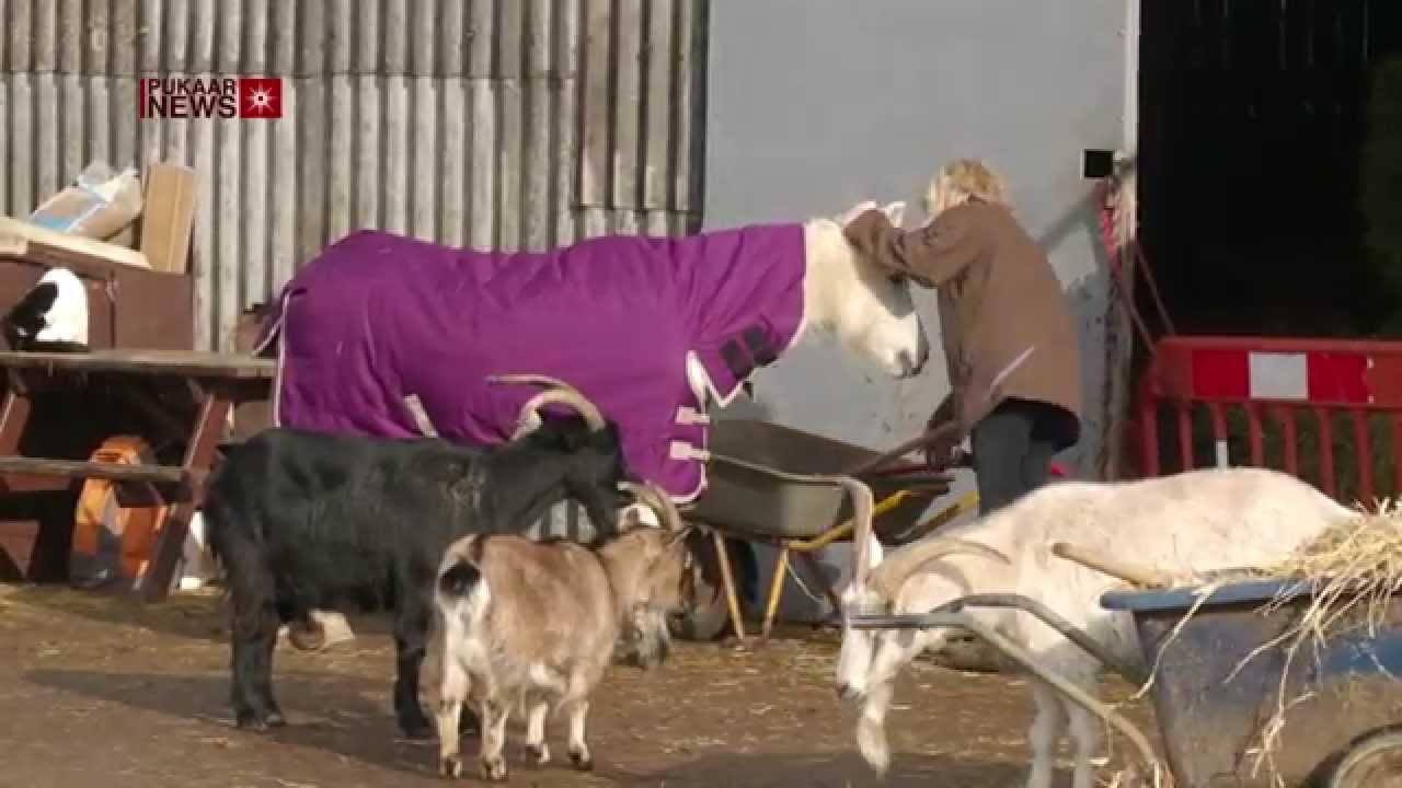 Abandoned Horses in Leicester Reaching 'Crisis Point'
