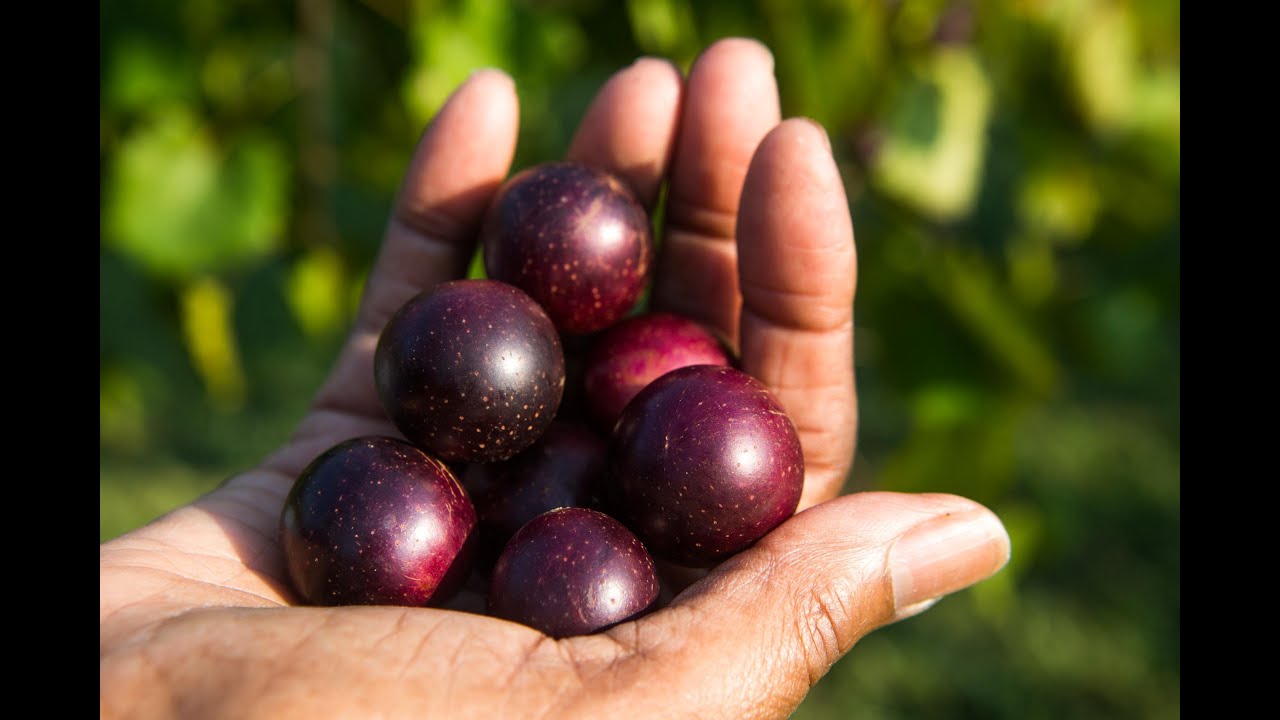 Backyard Muscadine Production