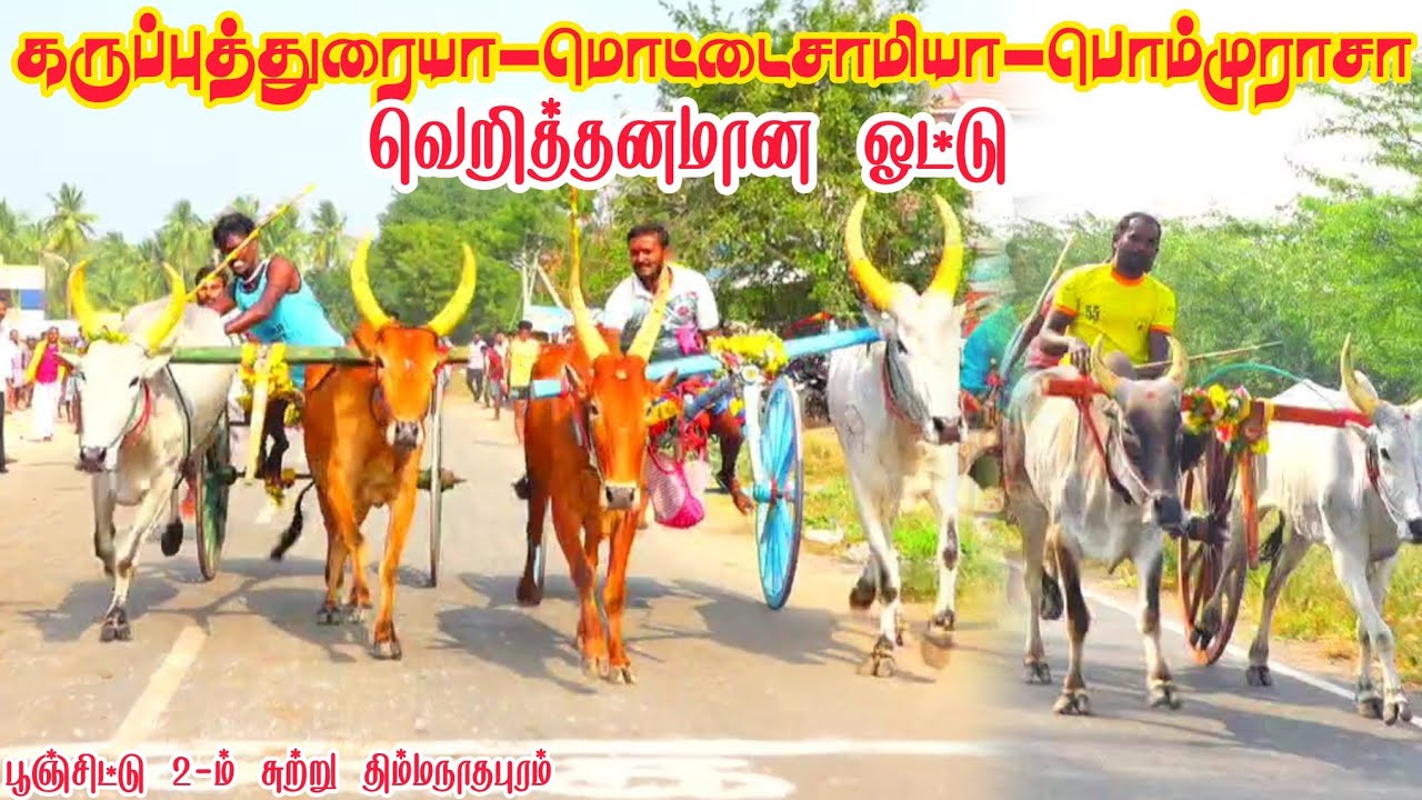 1 இராமநாதபுரம் மாவட்டம் திம்மநாதபுரம் பூஞ்சிட்டு 2-ம் சுற்று பந்தயம் 08-02-2026