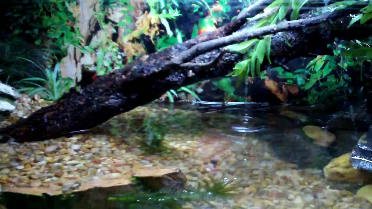 Firebelly Toad Tank Setup
