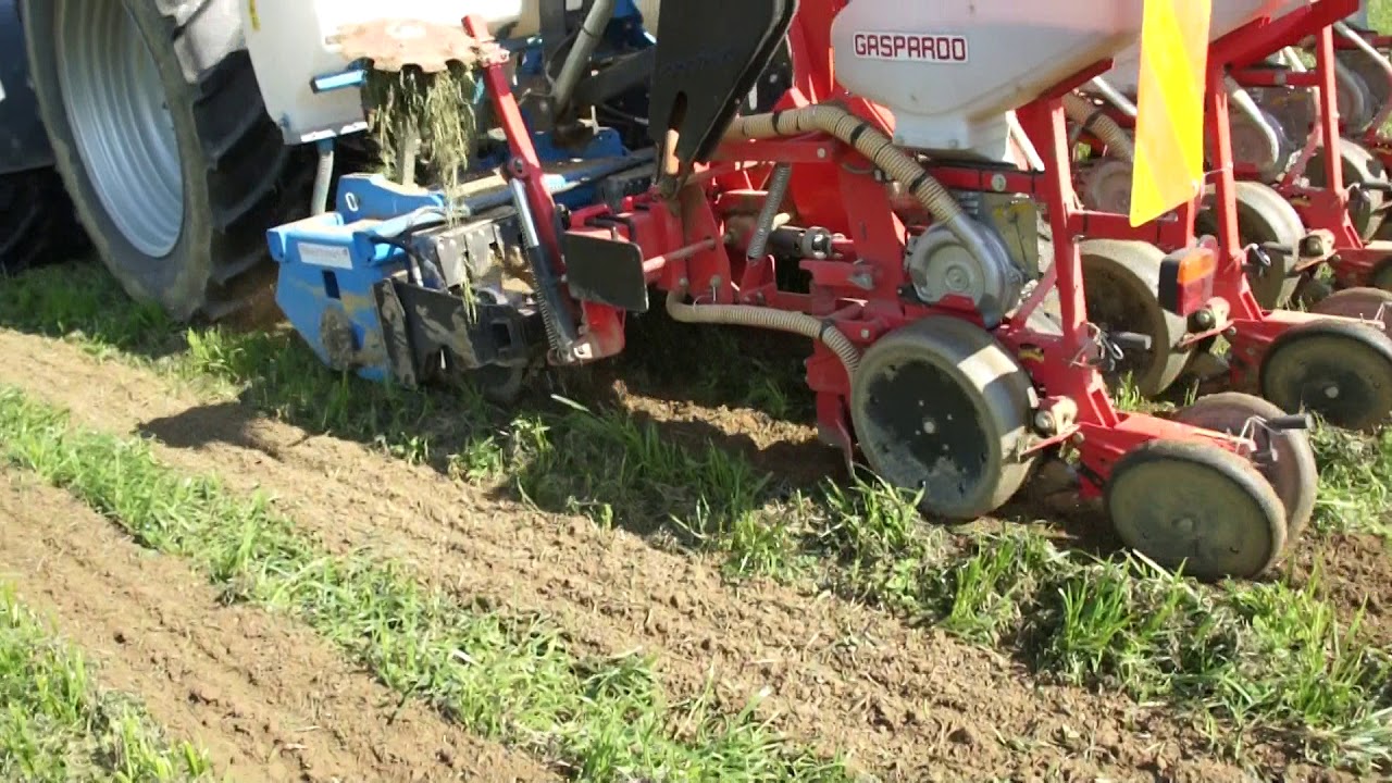 Maisfräßsaat auf Landsberger Gemenge Begrünung