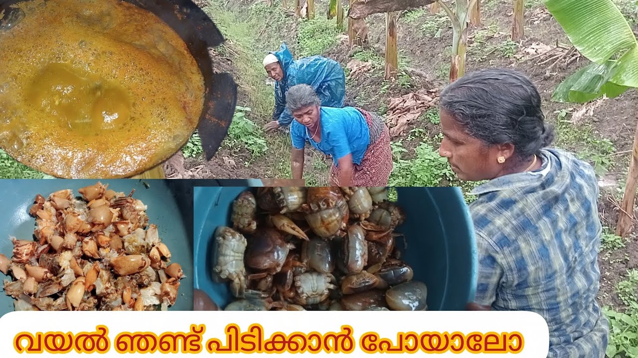  വയൽ ഞണ്ട് പിടിച്ച് റോസ്റ്റ് ചെയ്യാൻ പോവുന്നു.Mothers are going to catch wild crabs and roast them