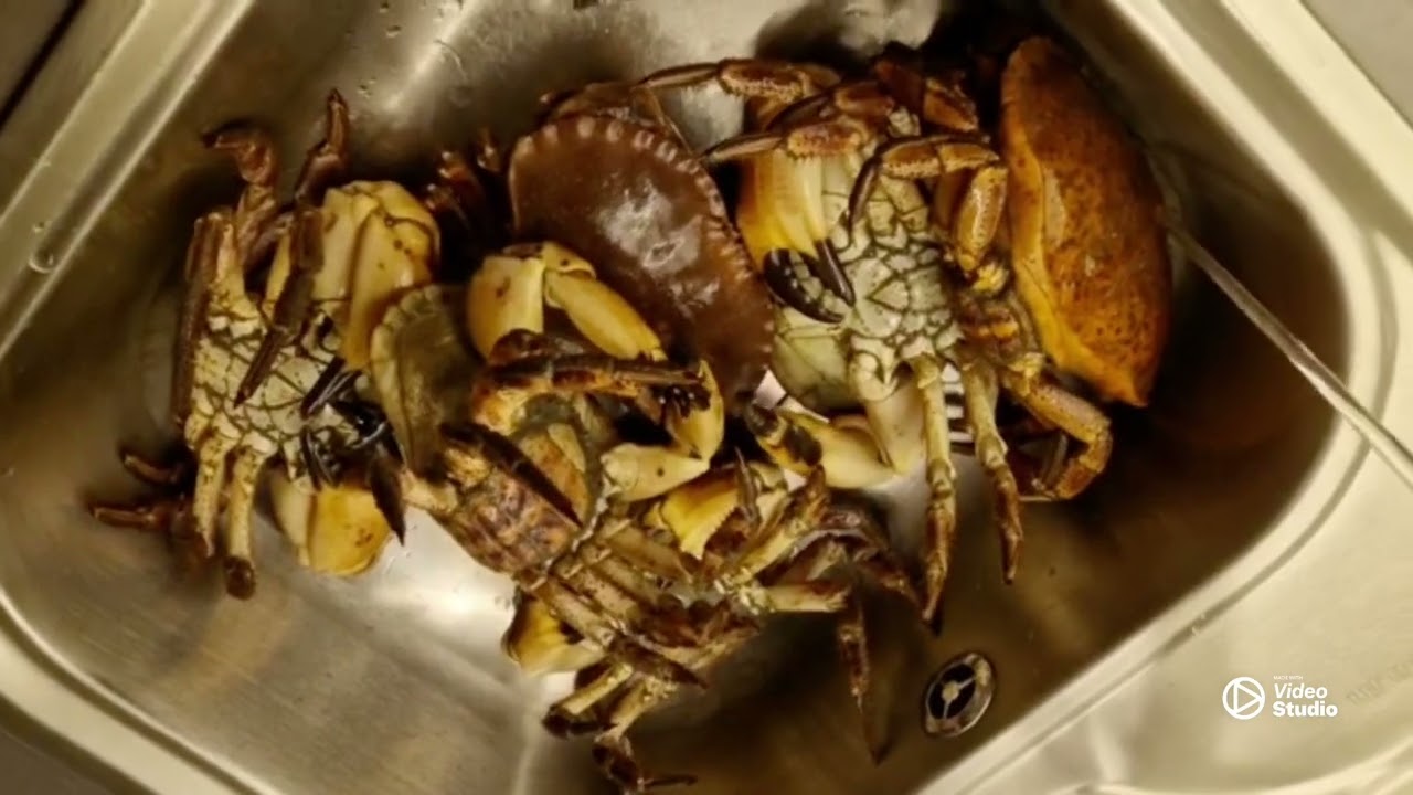 Catching crabs in Norway