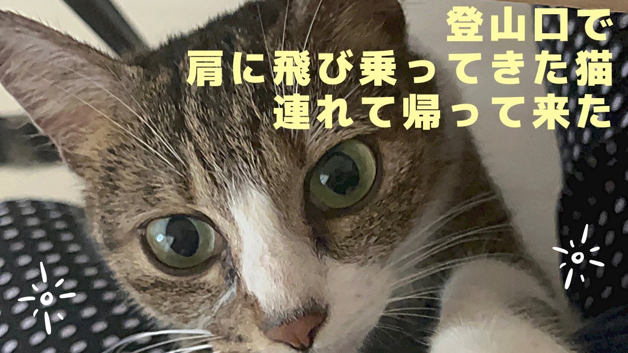 【奇跡の猫】登山口で出会った猫が肩に飛び乗ってきた！！
