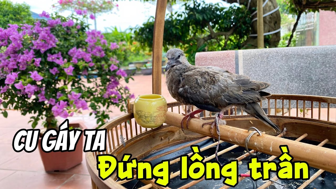 Kỹ thuật giúp chim Cu Gáy ta đứng lồng trần 