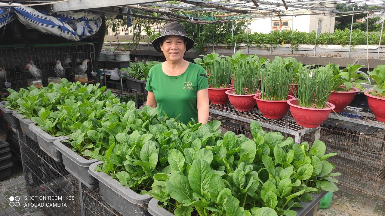 Cách trồng cải Ngồng ăn non ( cải Ngọt ăn bông ) 28 ngày là thu hoạch | Khoa Hien 638