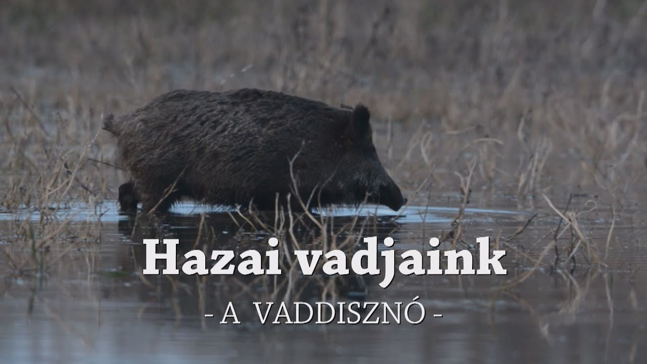 M5 TV – Erdei utakon – Reviczky Gáborral – 2024/18. adás – 2024.05.05.