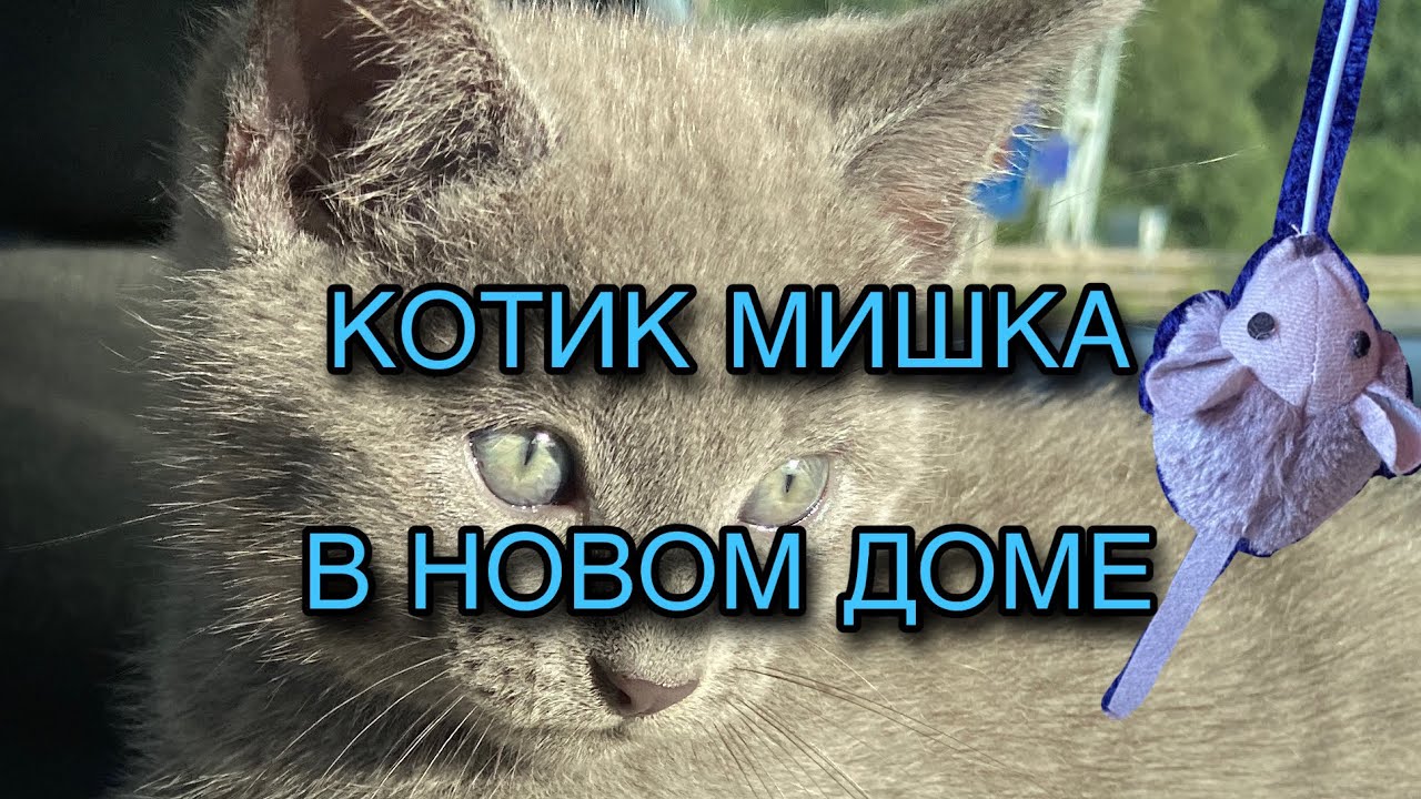 РУССКАЯ ГОЛУБАЯ КОШКА. ПЕРВЫЕ ШАГИ В ДОМЕ