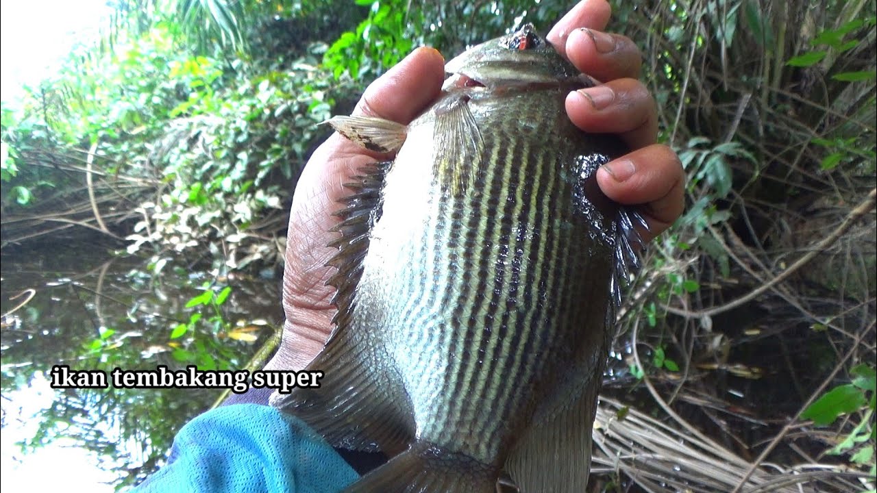 Gila.! Mancing ikan tembakang berukuran super di rawa pedalaman Riau