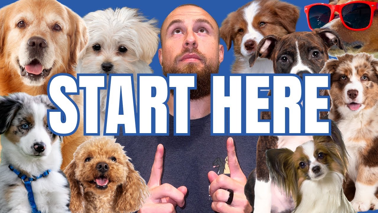 Balanced Behavior Dog Training Center with Chicagoland's own Bill Balatsos