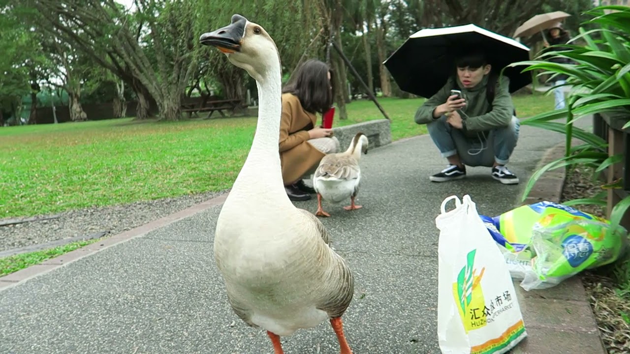 台灣大學醉月湖的黑棕鵝