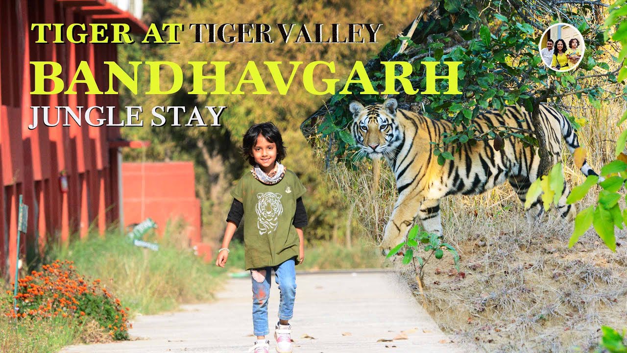 Epic tiger sighting at Bandhavgarh forest stay. Tiger hunted Gaur in resort | Stay inside tiger zone