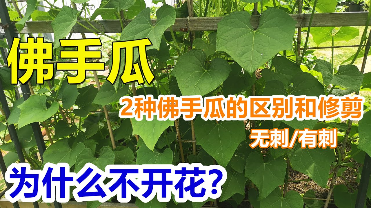 【佛手瓜种植】高产修剪有窍门，有刺无刺有区别，有经验的人都这么做 How to prune chayote properly?