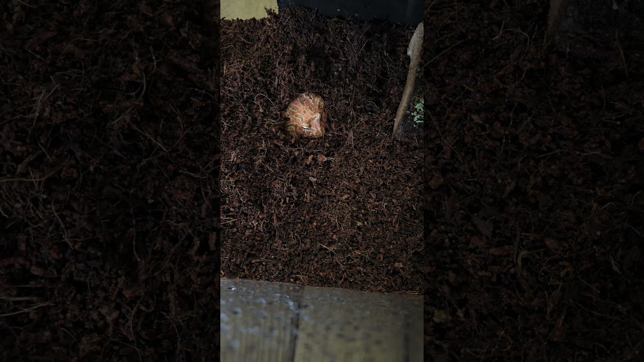 Strawberry Pacman Digging 