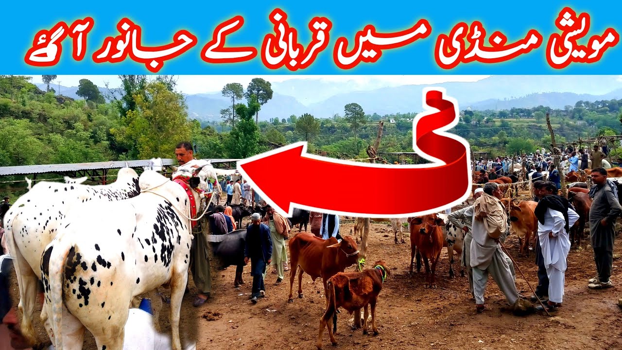 Animal market of kotli azad kashmir || Dongi muvashi mandi may3,2023