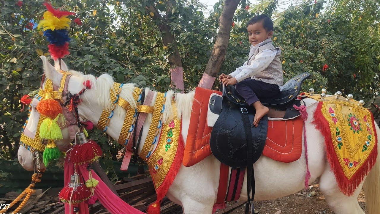 घोड्यांची सजावट | horse videos | horse dance | pashu premi