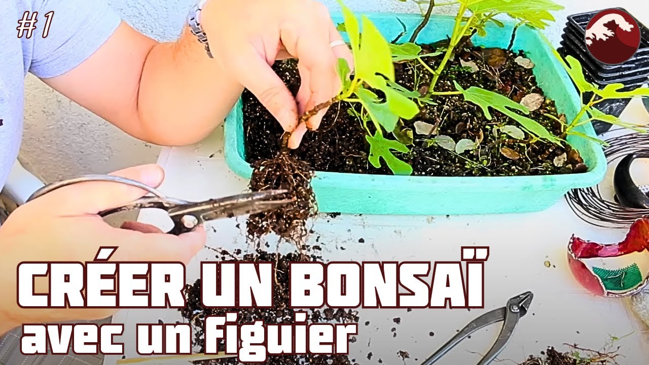 Créer un Bonsaï avec une Bouture de Figuier - Épisode 1 🌱 NEJIKAN BONSAI 🌱