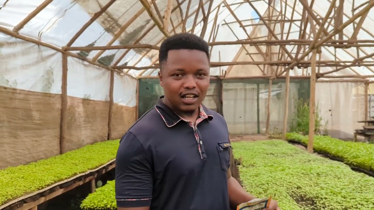 Ifahamu mbegu ya nyanya BAWITO F1, kilimohalisi