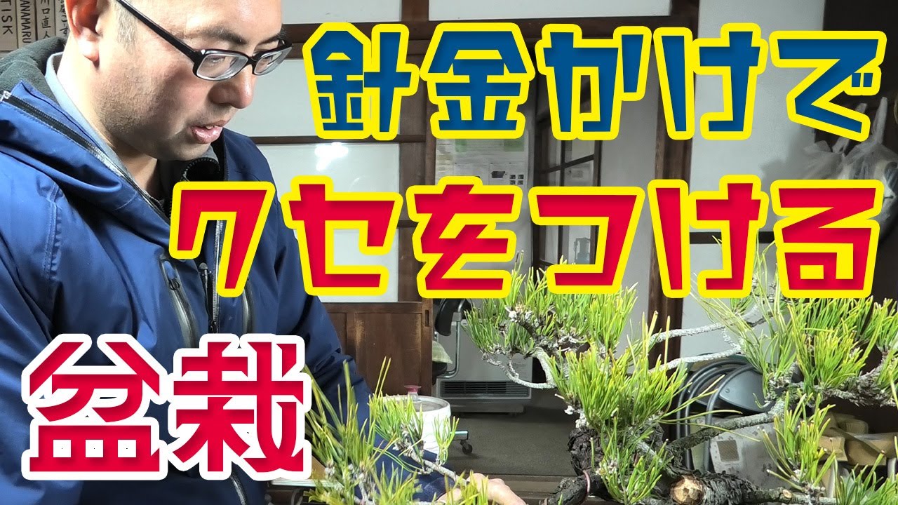 粗い針金掛けで盆栽にいいクセをつける方法