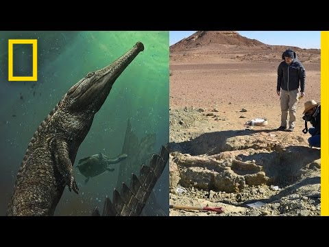 Giant Prehistoric Crocodile Discovered in Tunisia | National Geographic