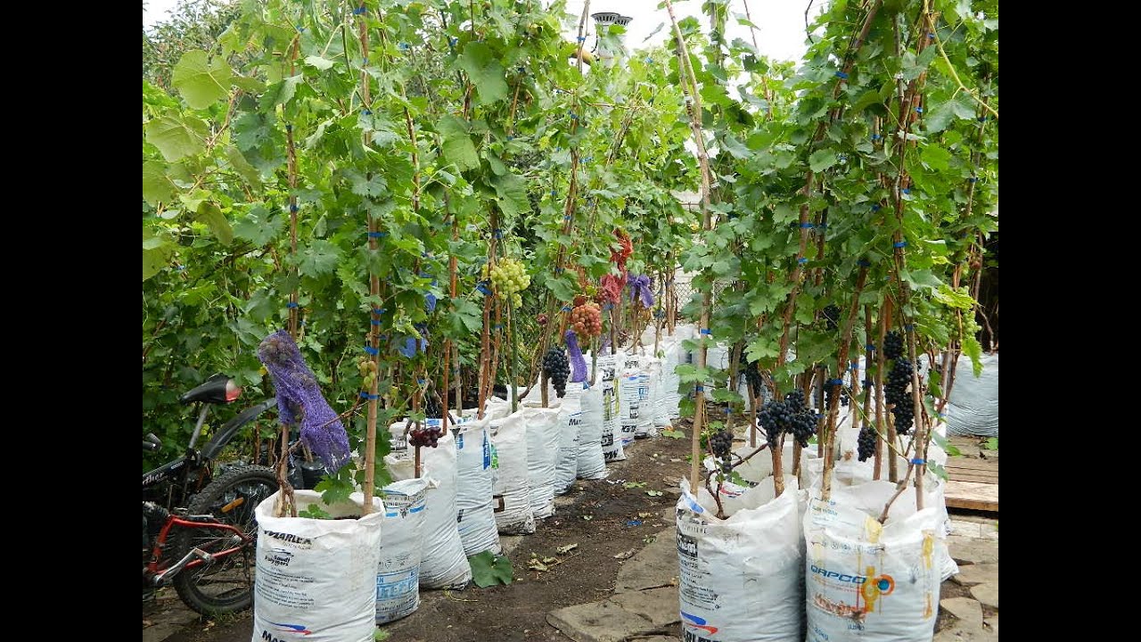 Саженцы винограда в контейнерах супер макси 2015 (Grape saplings in containers super maxi 2015)