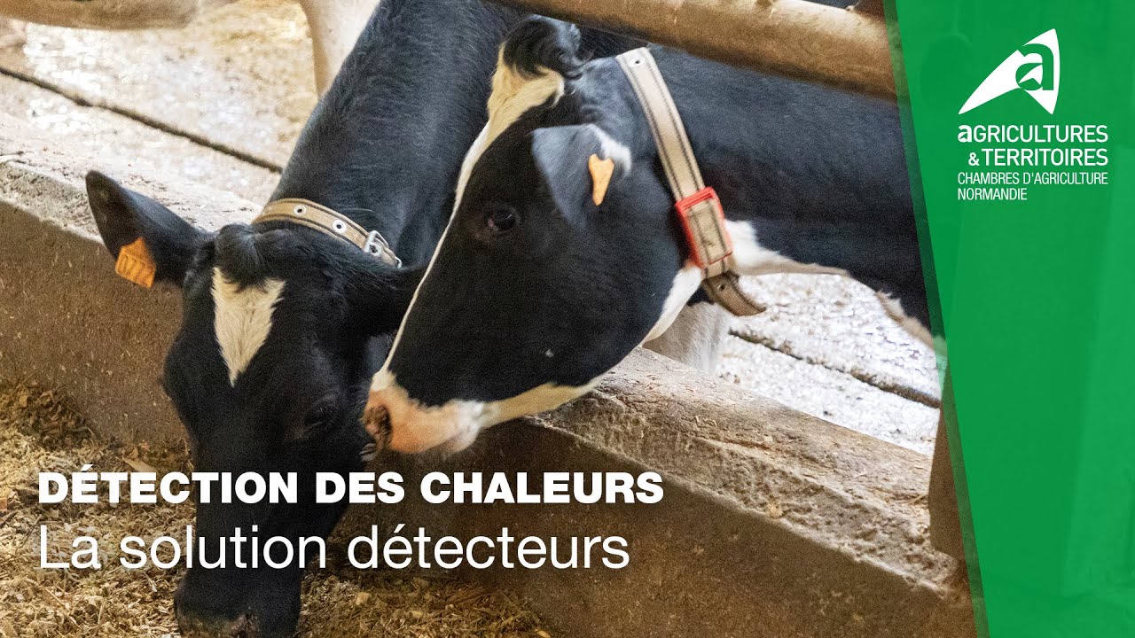 Mervel Détection des chaleurs par collier connecté
