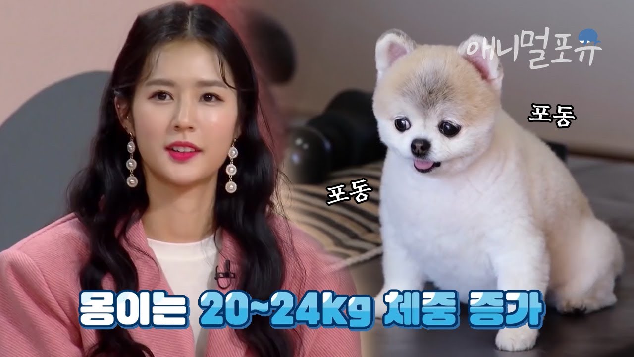 강아지야 물개야? 할머니 사랑 덕에 뚱뚱이가 되어버린 치어리더 박기량 반려견 몽이🐶 | 펫비타민 KBS 210107 방송