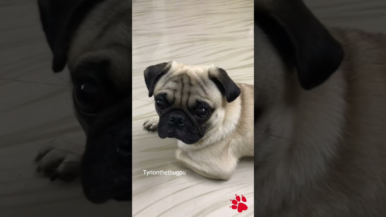 Funny pug Tyrion 