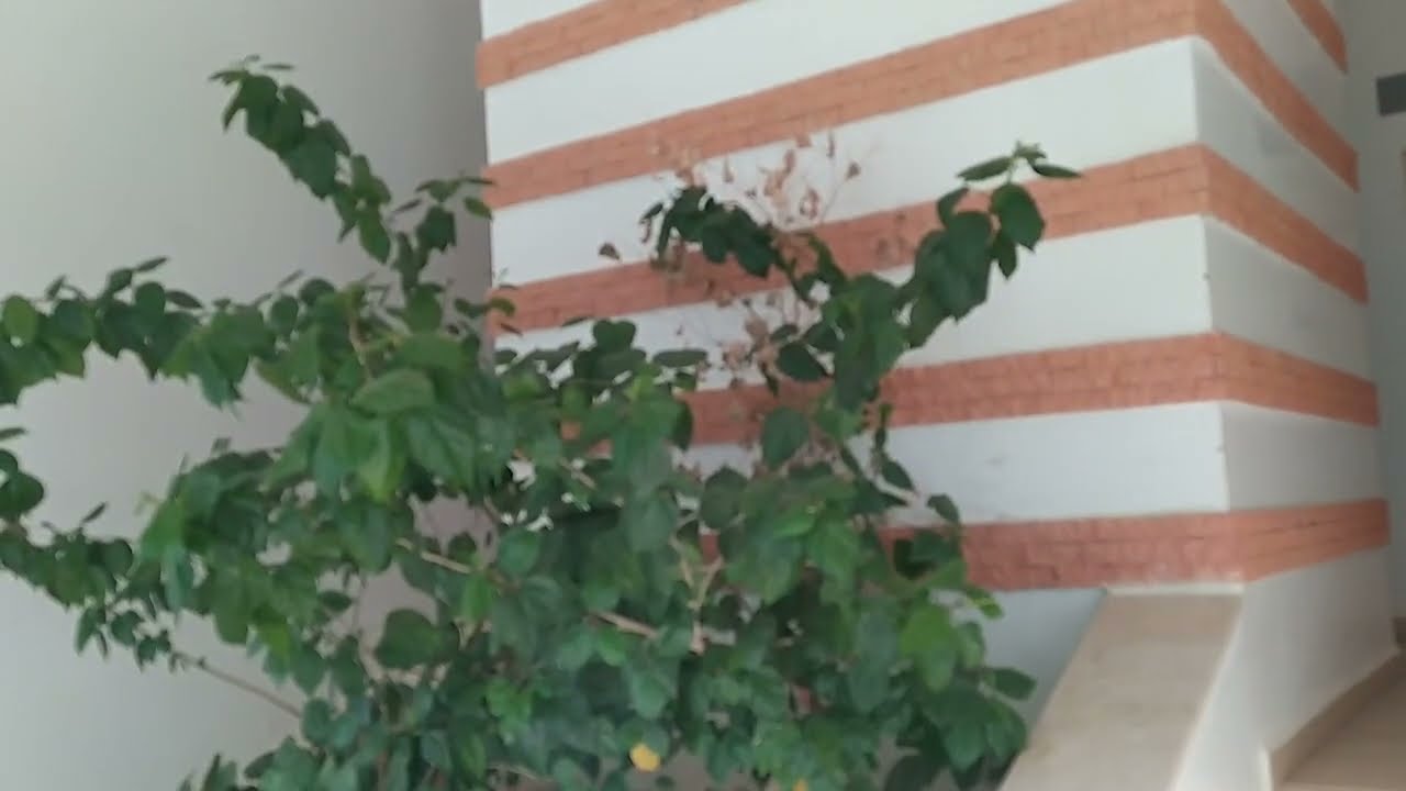 شقة للبيع بمدينة أصيلة مساحتها 81م ثمن60 مليون عمارة تتوفر على مصعد TL 0661436638