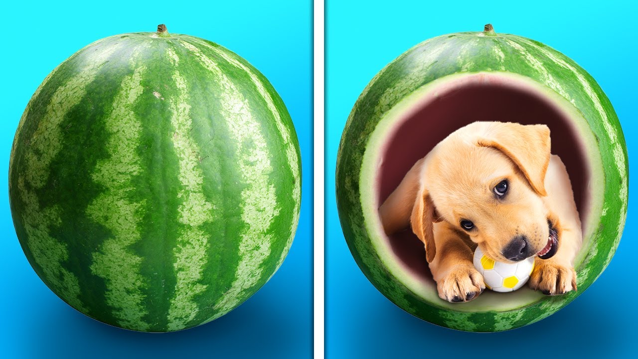 33 ADORABILI E SEMPLICI FAI-DA-TE PER CHI AMA GLI ANIMALI