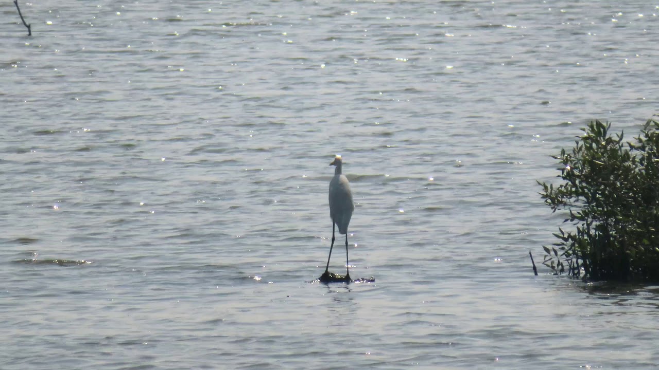 TS Chanakya Birding Point