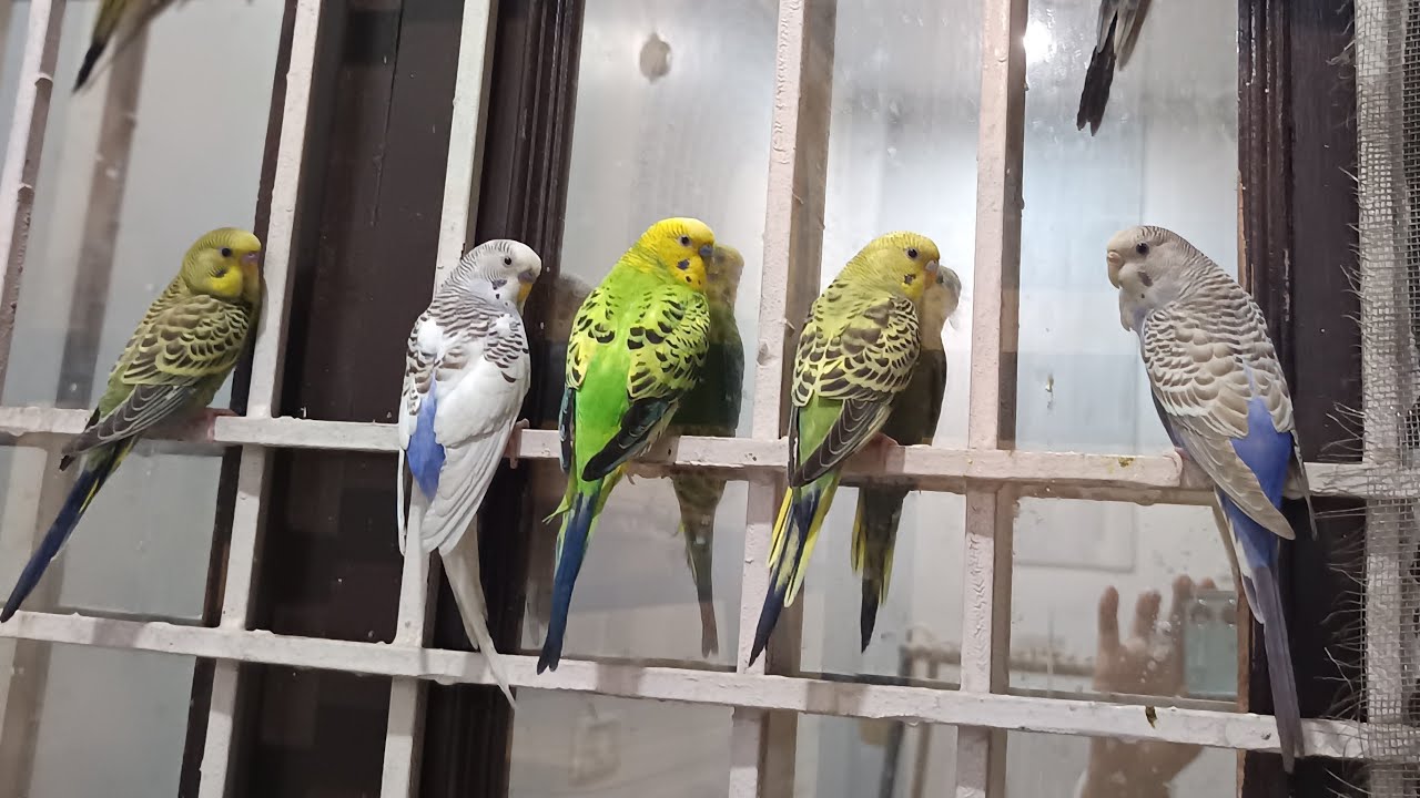 @MR.Bombastis-om8eb  Paradise for bird 💯% #birdcharping #talkingparrot #voice