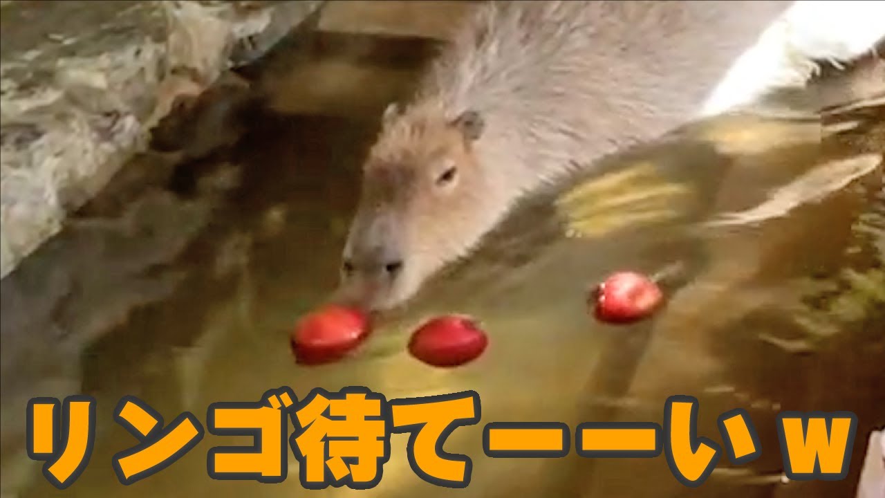 プカプカ浮かぶリンゴを追うカピバラが愛おしかったw Capybara eating apples in bath