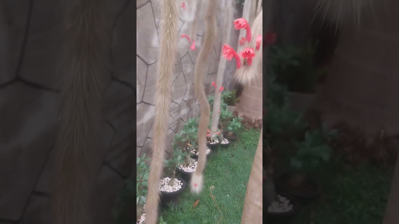 Espetáculo de flores do rabo de macaco 