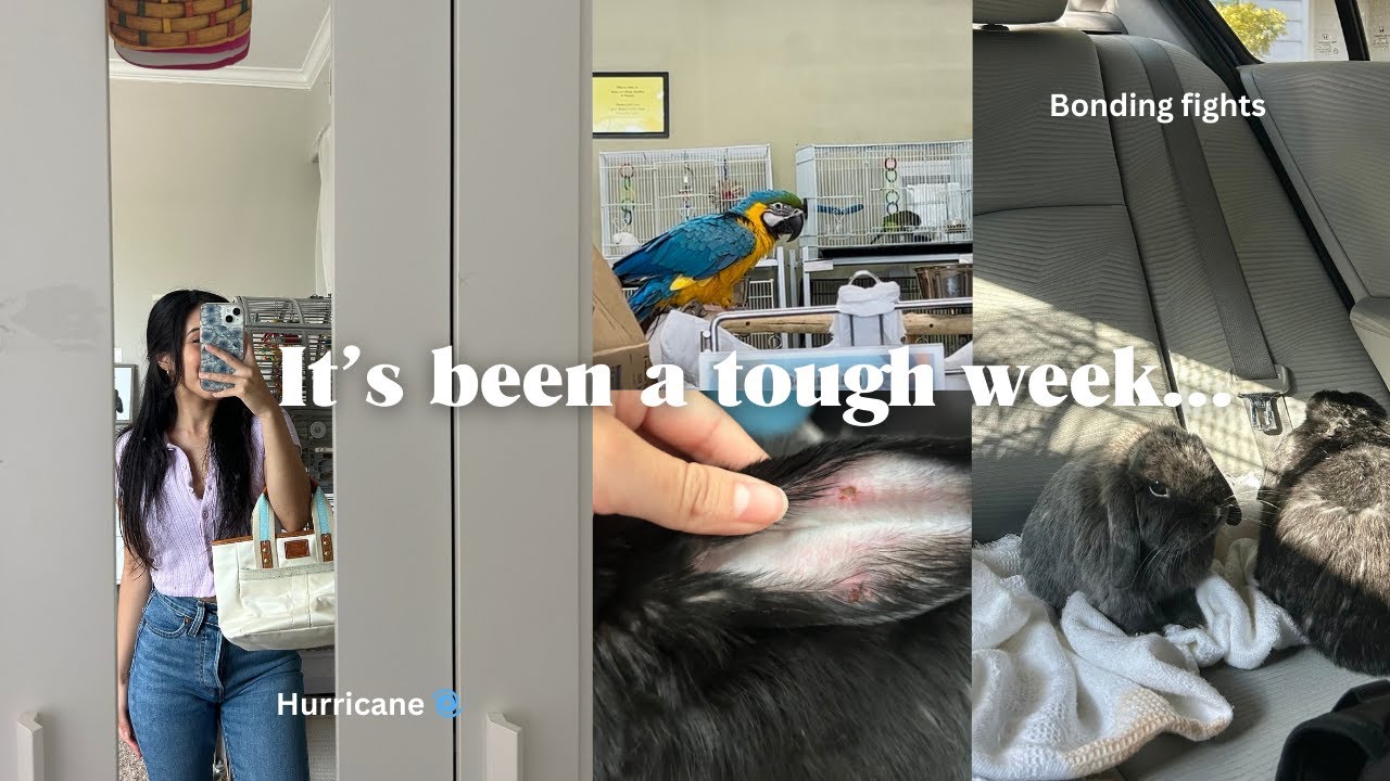 A few days in our life | surviving a hurricane, bonding my bunnies ,fights⛈️