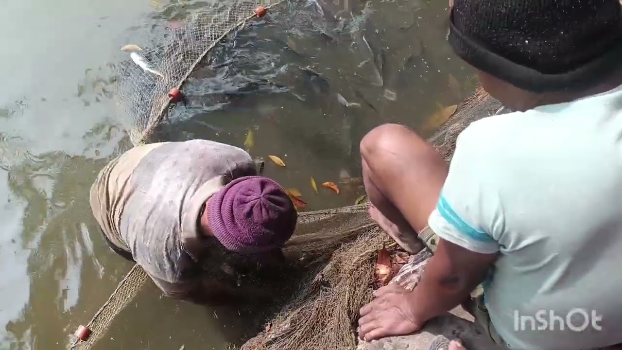 মাছ দেখানো হলো আমাদের পুকুরে । ওপেনিং 29.01.2026