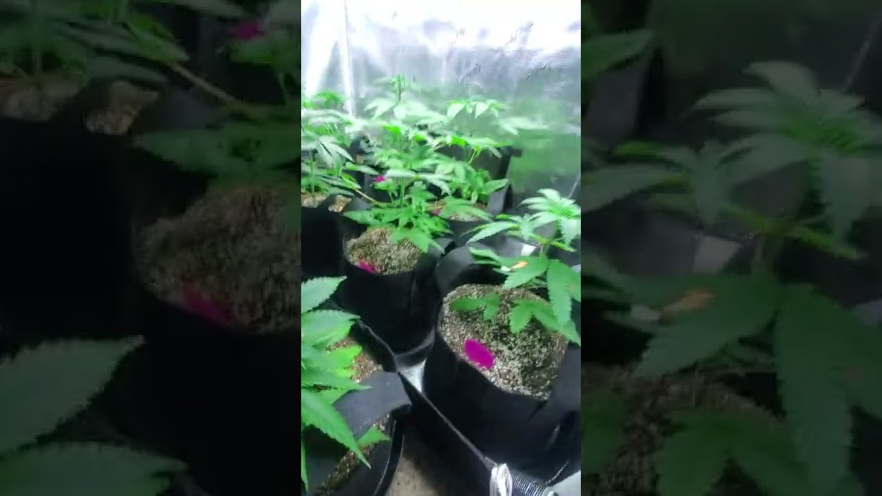 2x4 Gorilla Grow Tent Grow